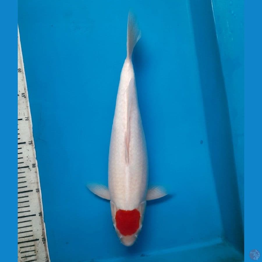 NKF/ JT Tancho Kohaku 46cm Female