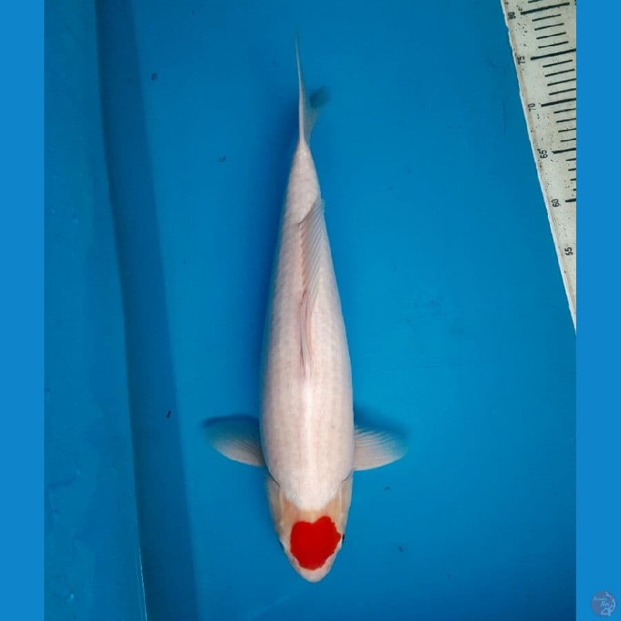 NKF/ JT Fukurin Tancho 47cm Female