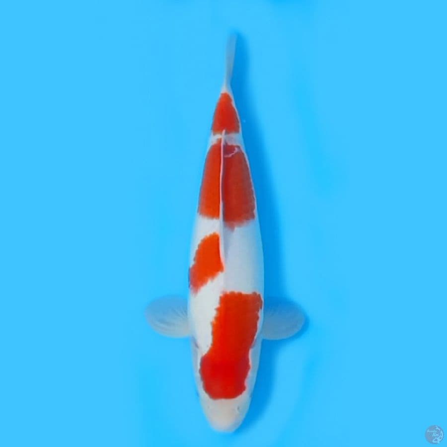 KOHAKU BADY BADAK ~42CM/FEEMALE~