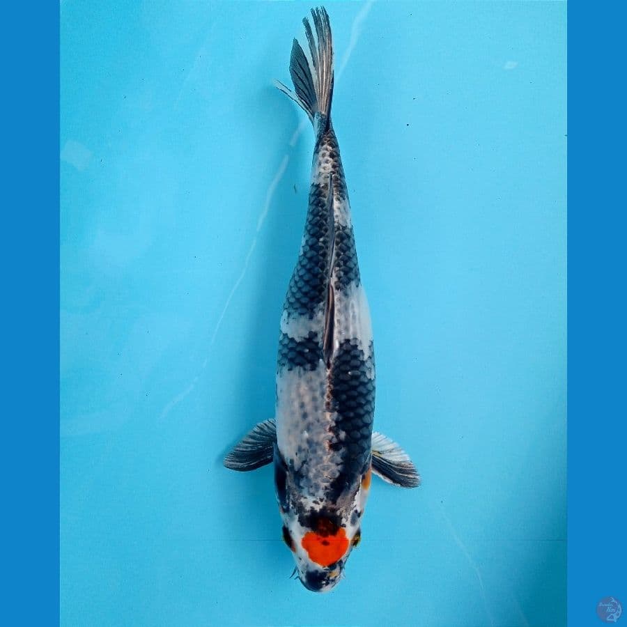 tancho showa hikari 31 cm