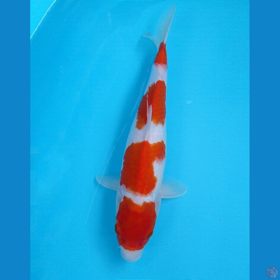 kohaku 31 cm