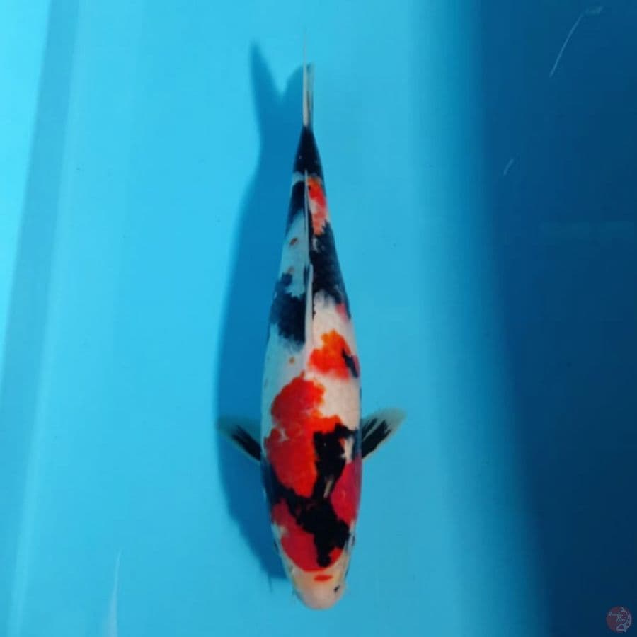 showa 32cm