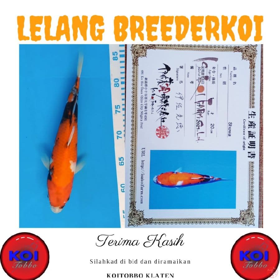 Showa 31cm Import Serti