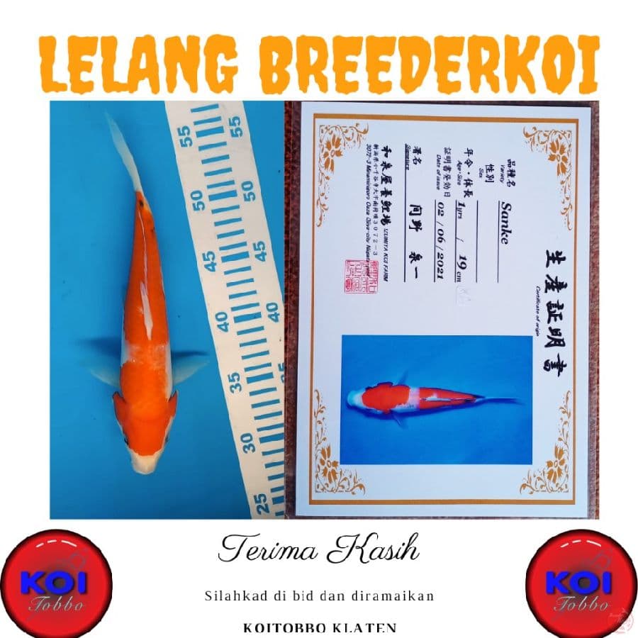 Sanke 28cm Import
