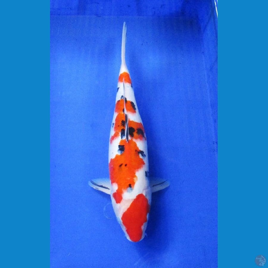 sanke ±39cm