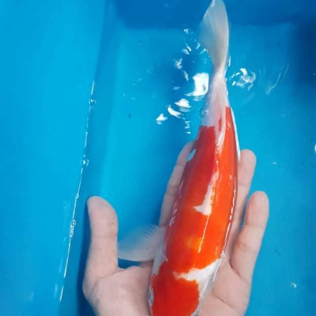 Doitsu kohaku red strong