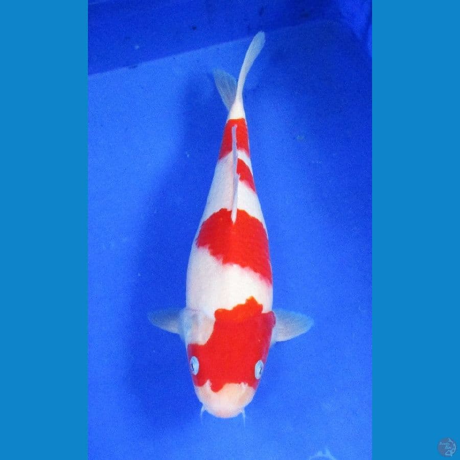 kohaaku ±36cm