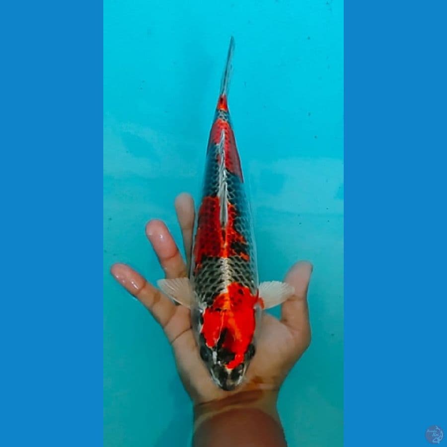 Beni Gingga HQ - 27cm Male
