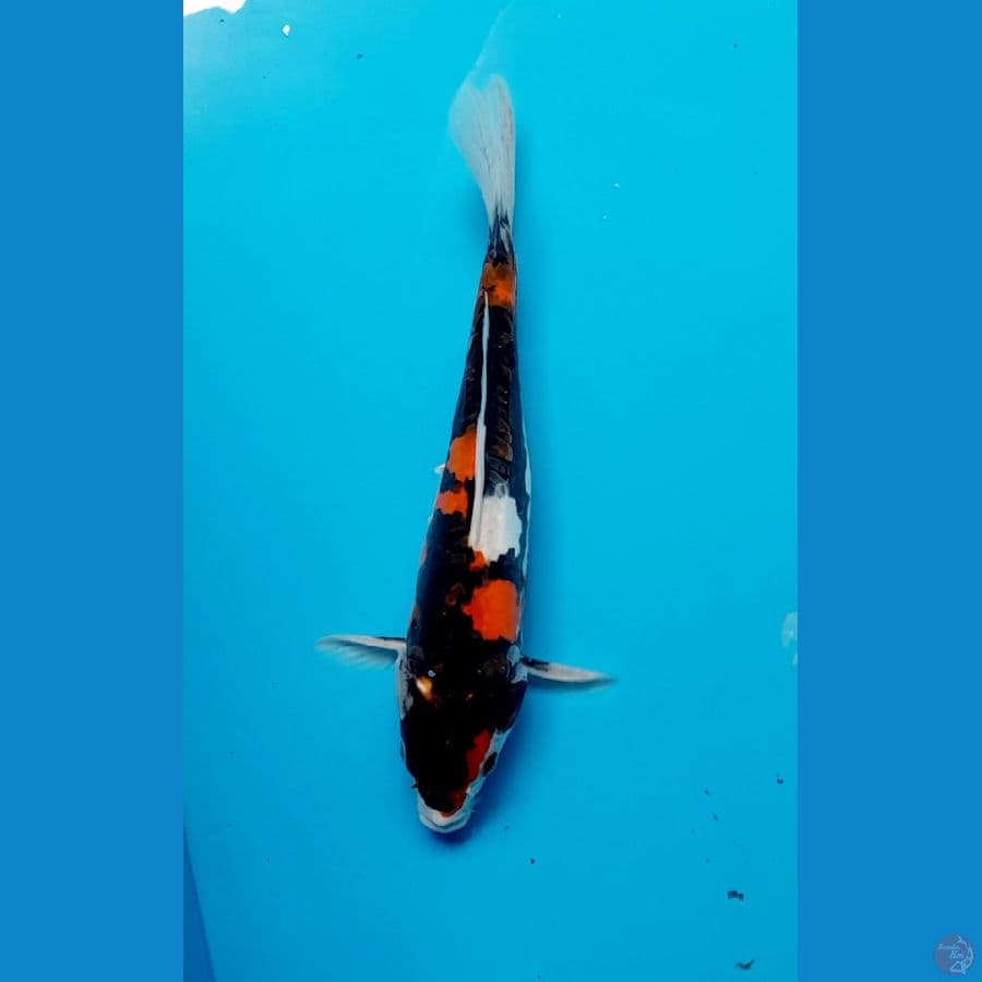 doitsu 27cm