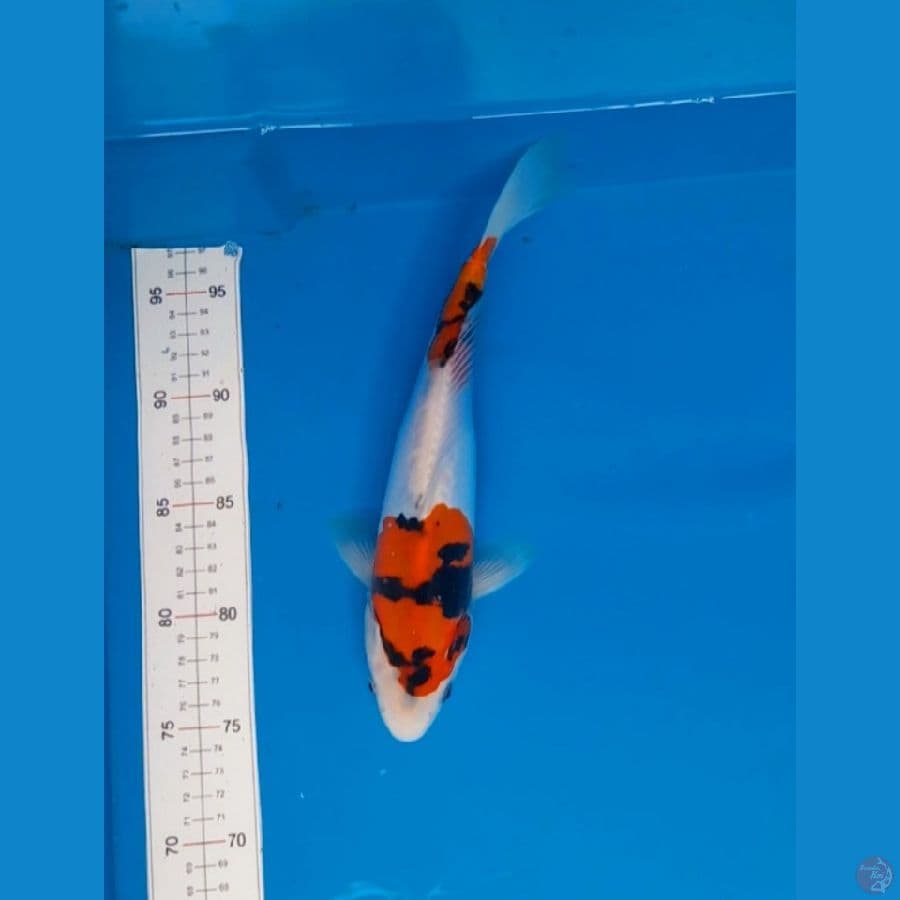 doitsu 26cm
