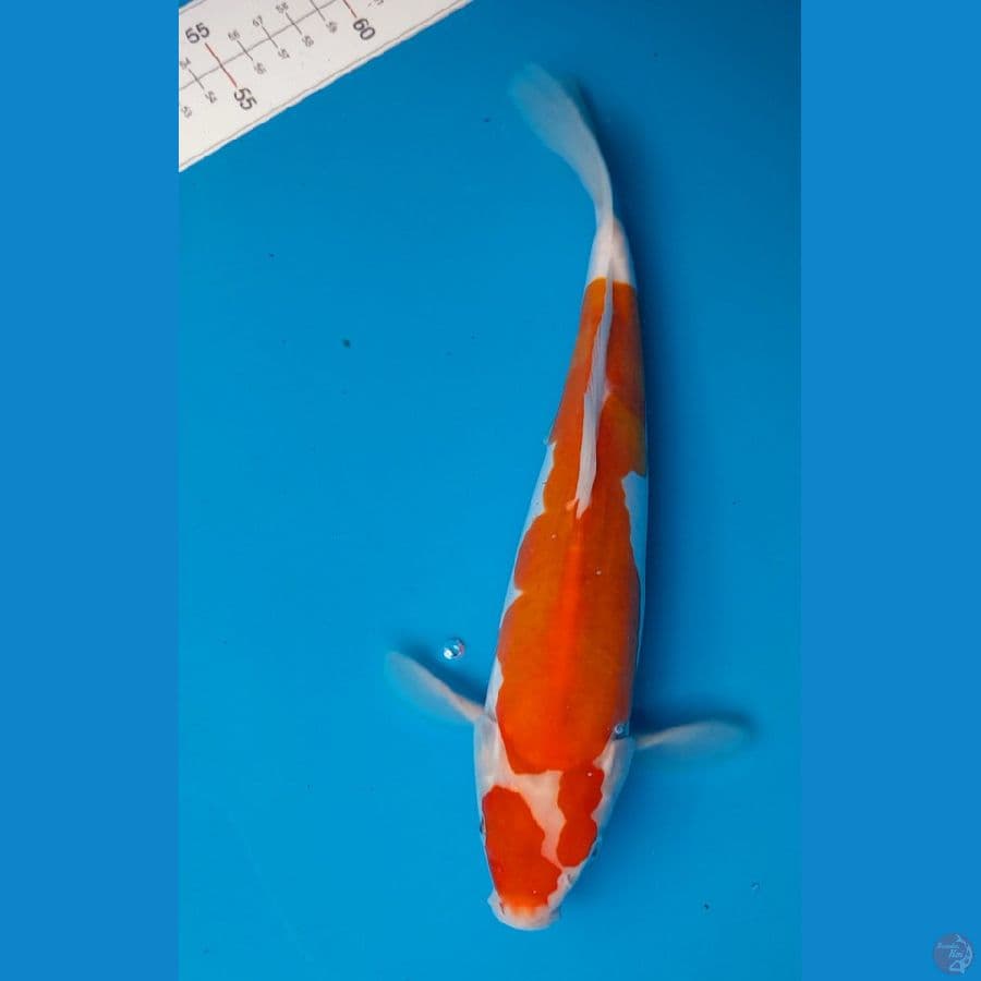 doitsu 27cm