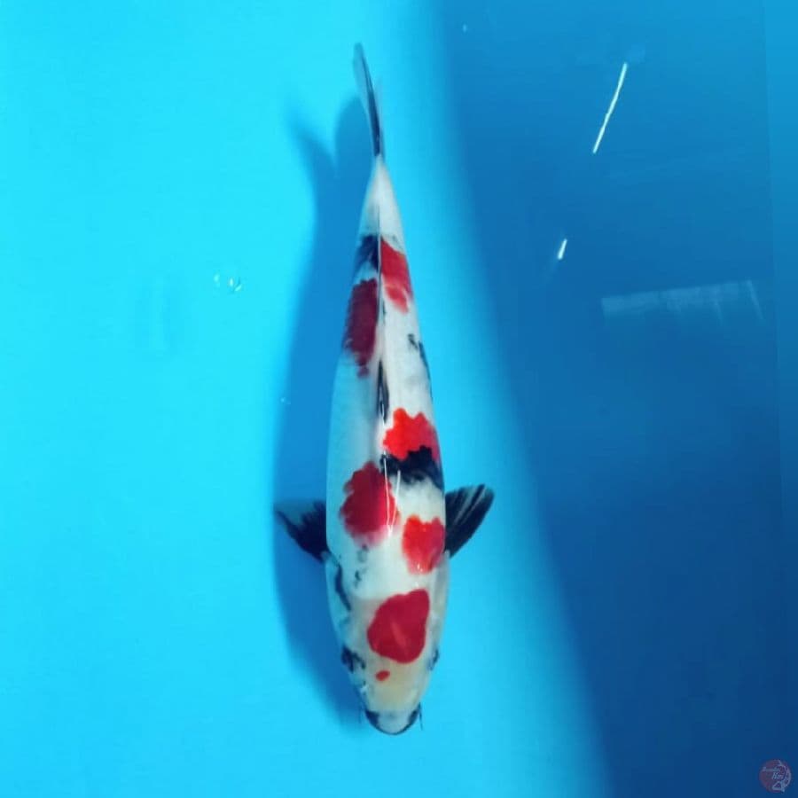 kindai showa strong 32cm