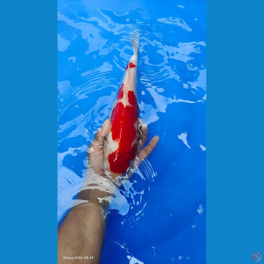 kohaku 33cm