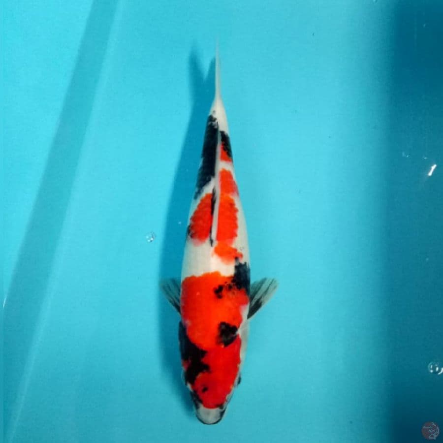 showa tategoi 30cm