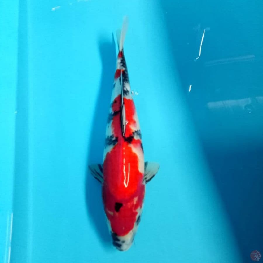 showa joss 35cm
