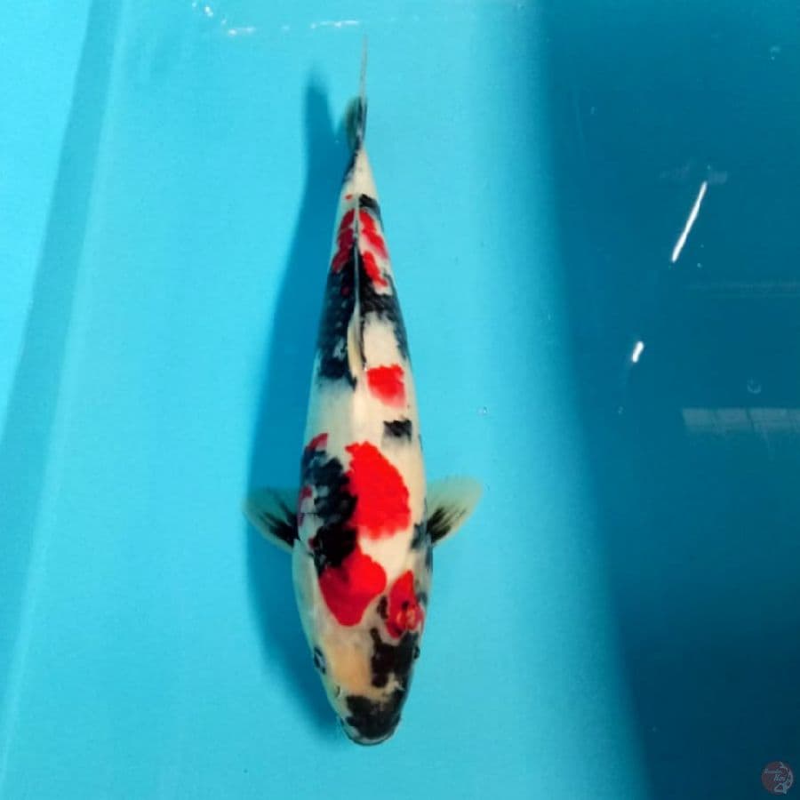 kindai show strong 36cm