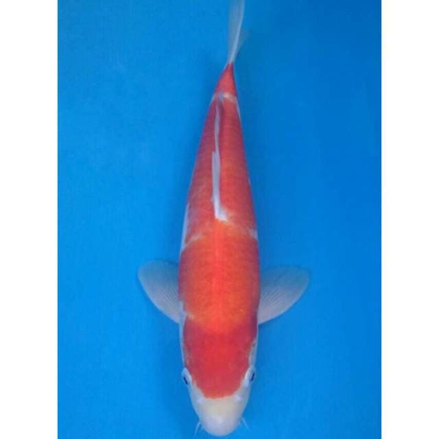 Okawa Kohaku