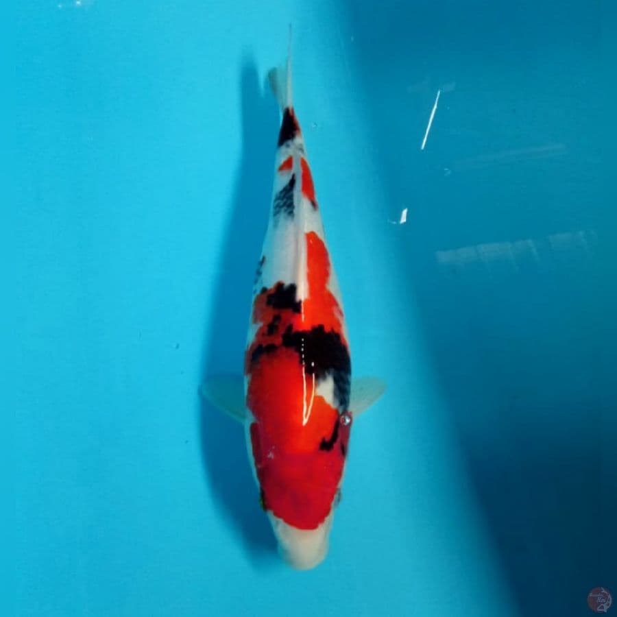 showa tategoi 33cm