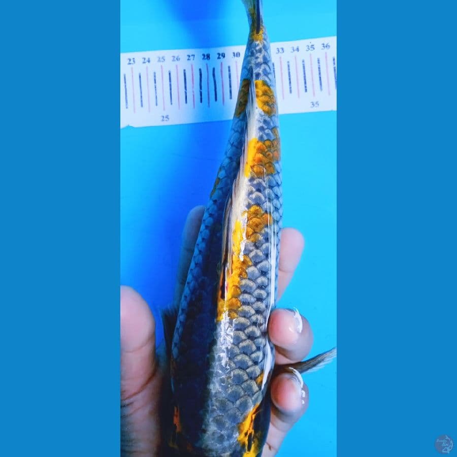 KUJAKU ANTIK 35CM