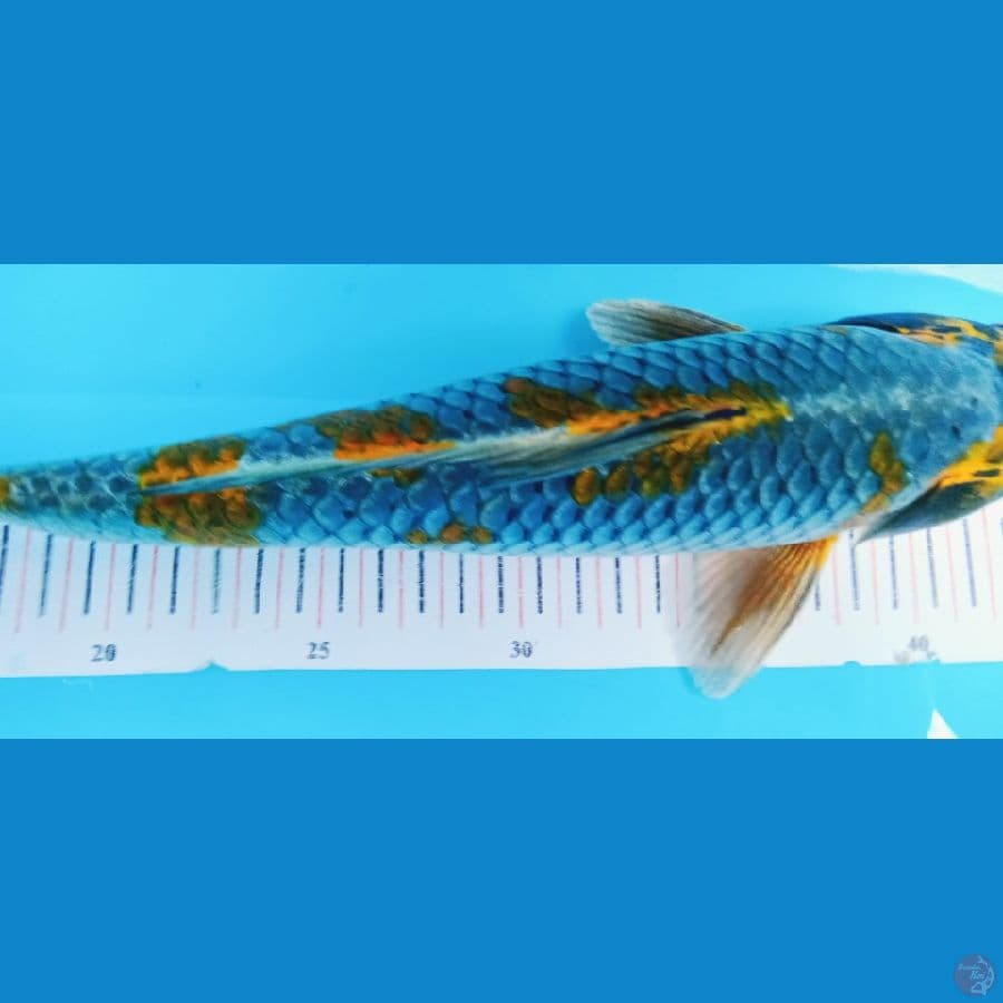 KUJAKU ANTIK 35CM