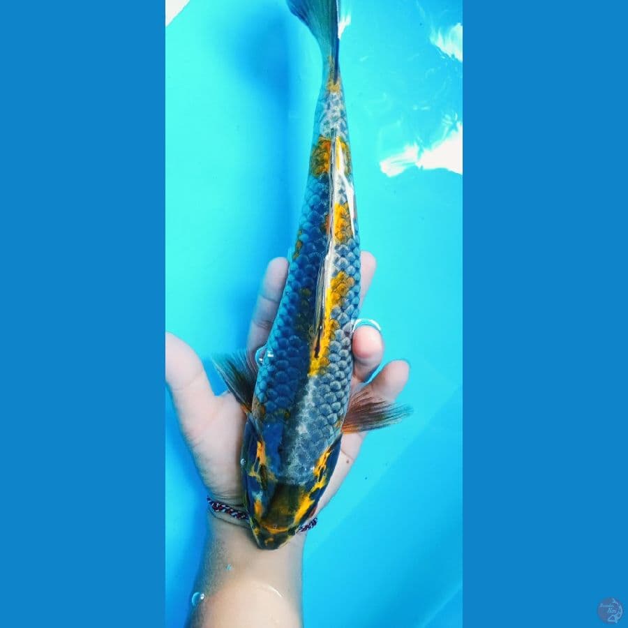 KUJAKU ANTIK 35CM