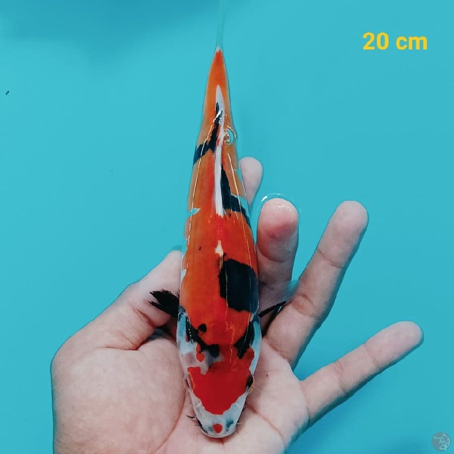 Showa Doit 20 cm