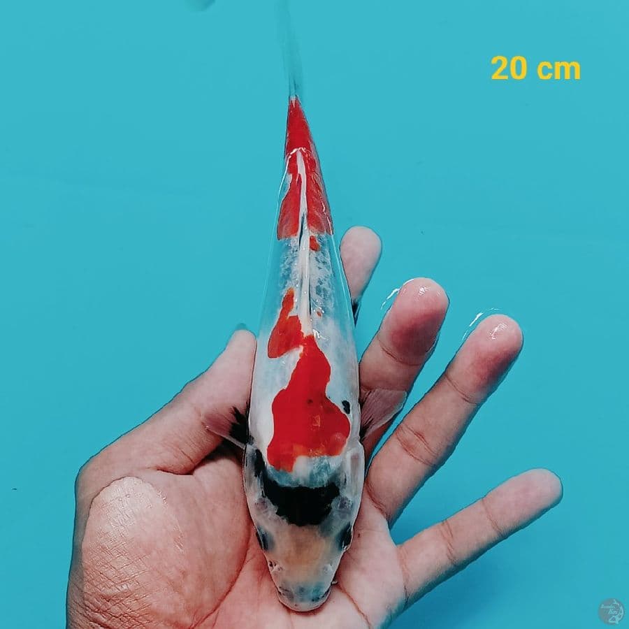 Showa Doit 20 cm