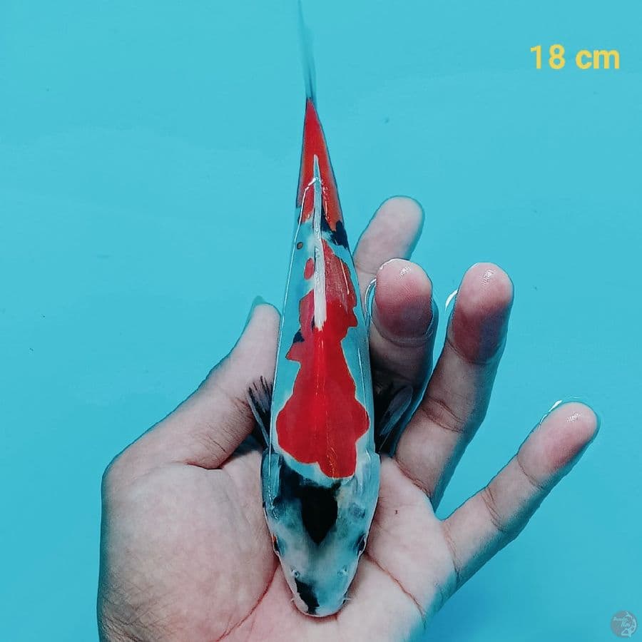 Showa Doit 18 cm