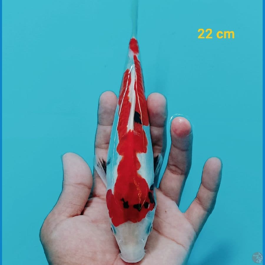 Showa Doit 22 cm