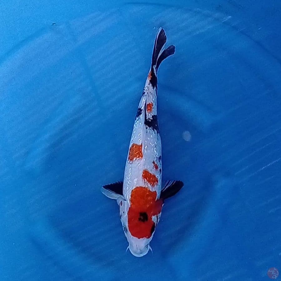 Showa ginrin SQ 35 cm