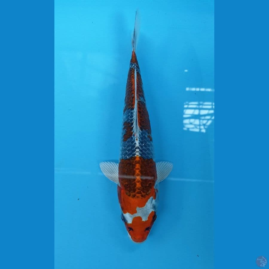 kujaku 24cm