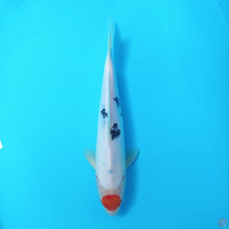 *TANCHO SANKE//ML/28 CM*