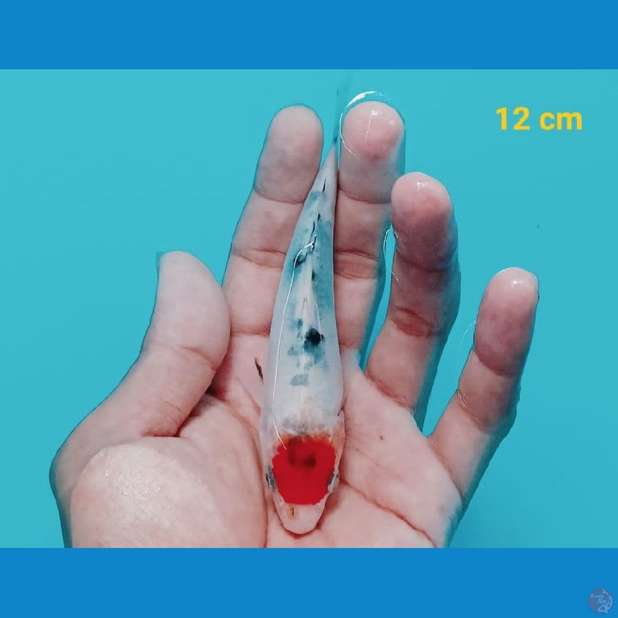 NANUNA 1 TANCHO | 12 cm | uncheck
