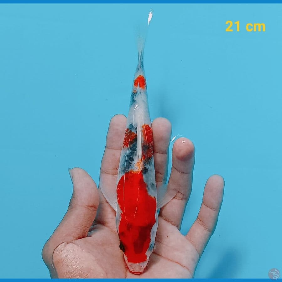 Showa 21 cm