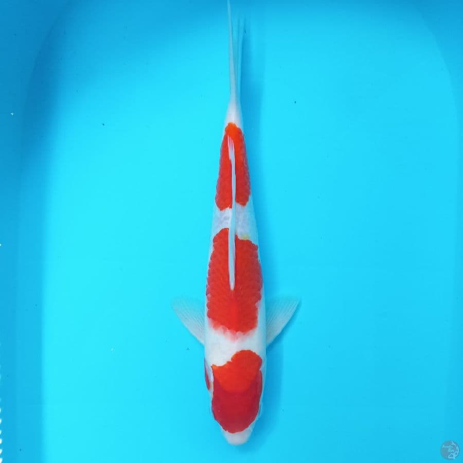 *KOHAKU 3 STEP//ML/33 CM*