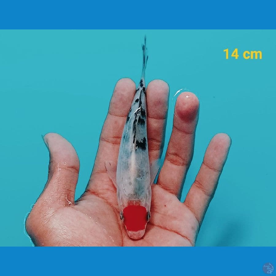 NANUNA 3 TANCHO | 14 cm | uncheck