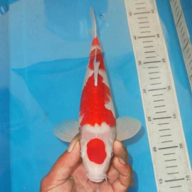 KOHAKU BAGUS
