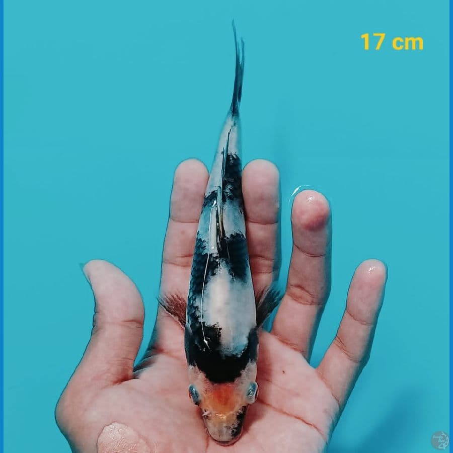 NANUNA 6 SHIRO | 17 cm | uncheck