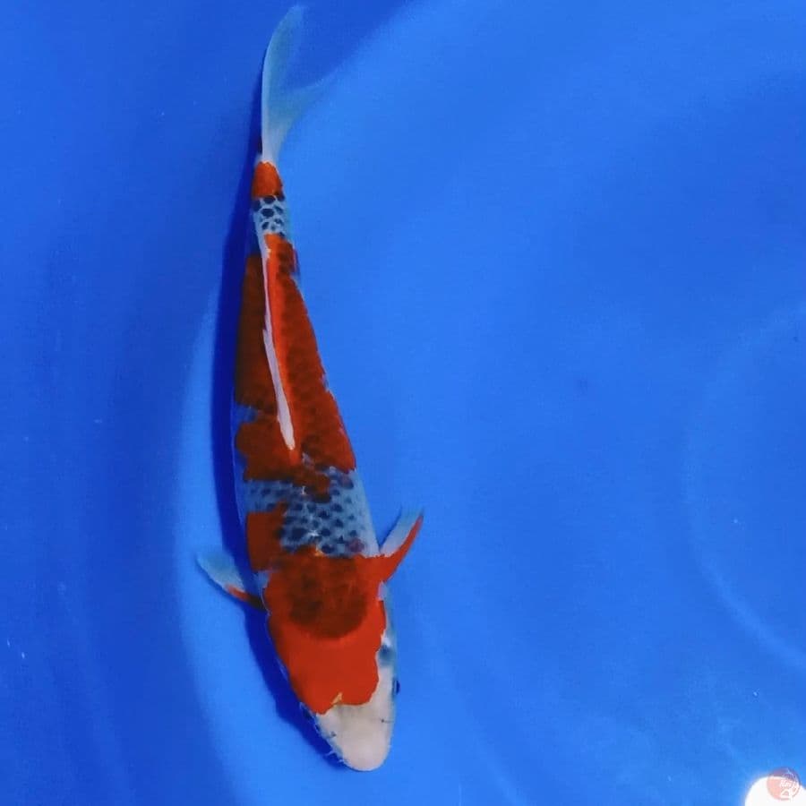 Goshiki 32cm