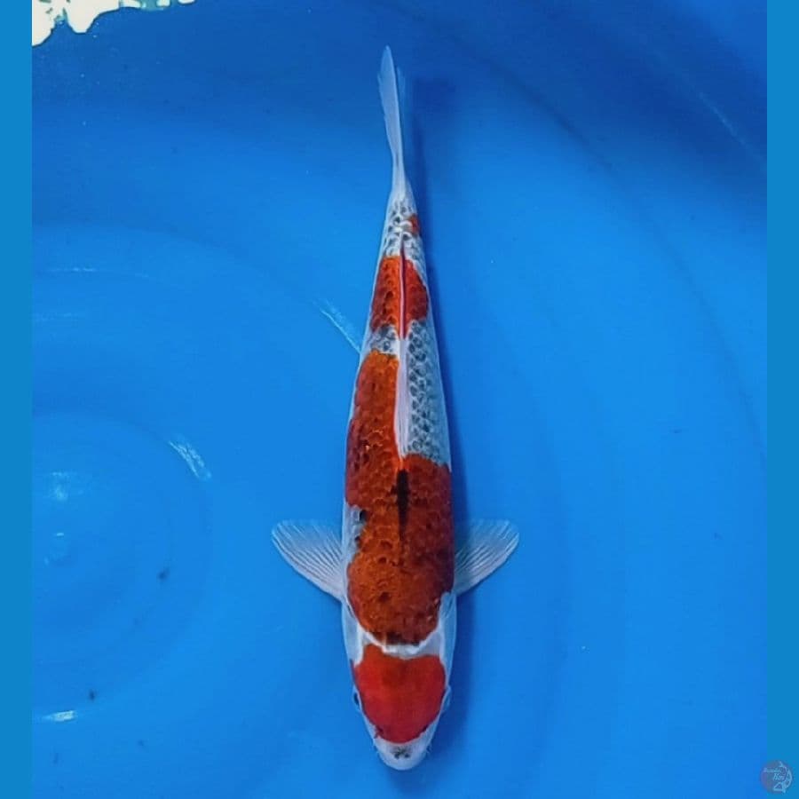 maruten gosiki 34 cm male