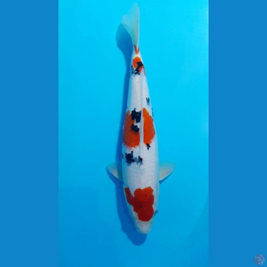 sanke 32cm