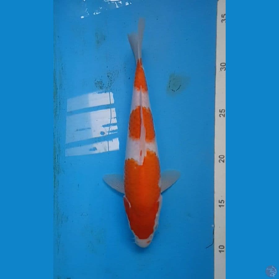 KOHAKU.23.Cm