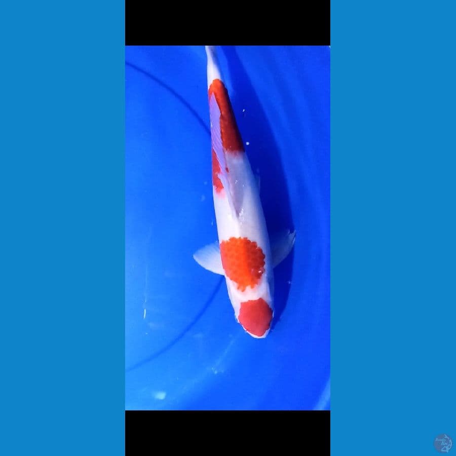 Kohaku 40cm