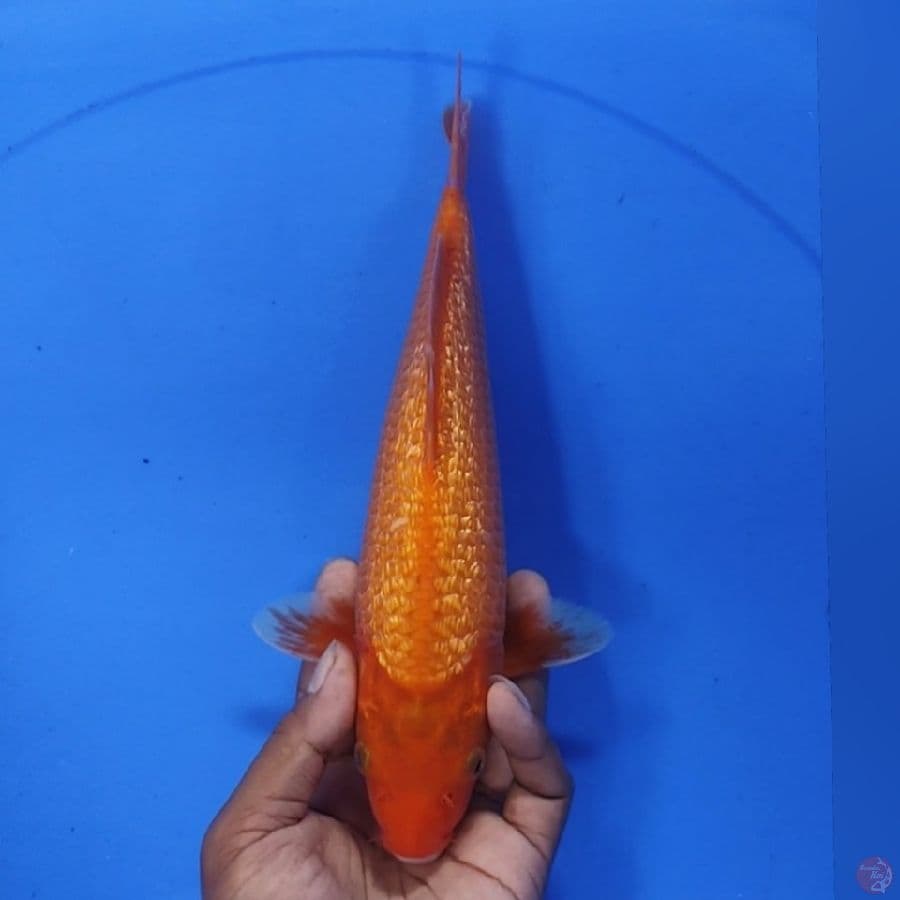 RADHAJIRO 28CM