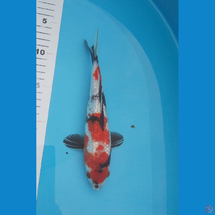 Gindrin A 20cm