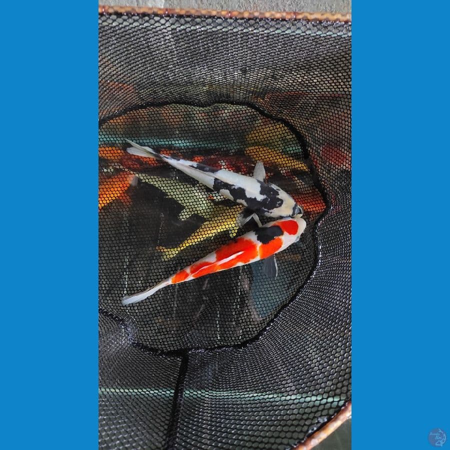 Maruten Showa X Shiro Doitsu (28CM)