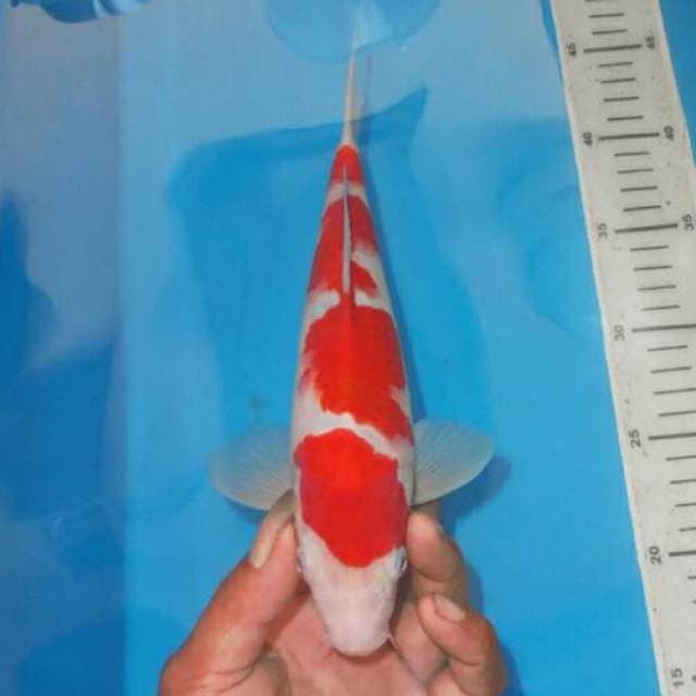 KOHAKU APIK