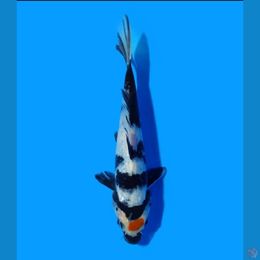 Tc Showa 16 CM