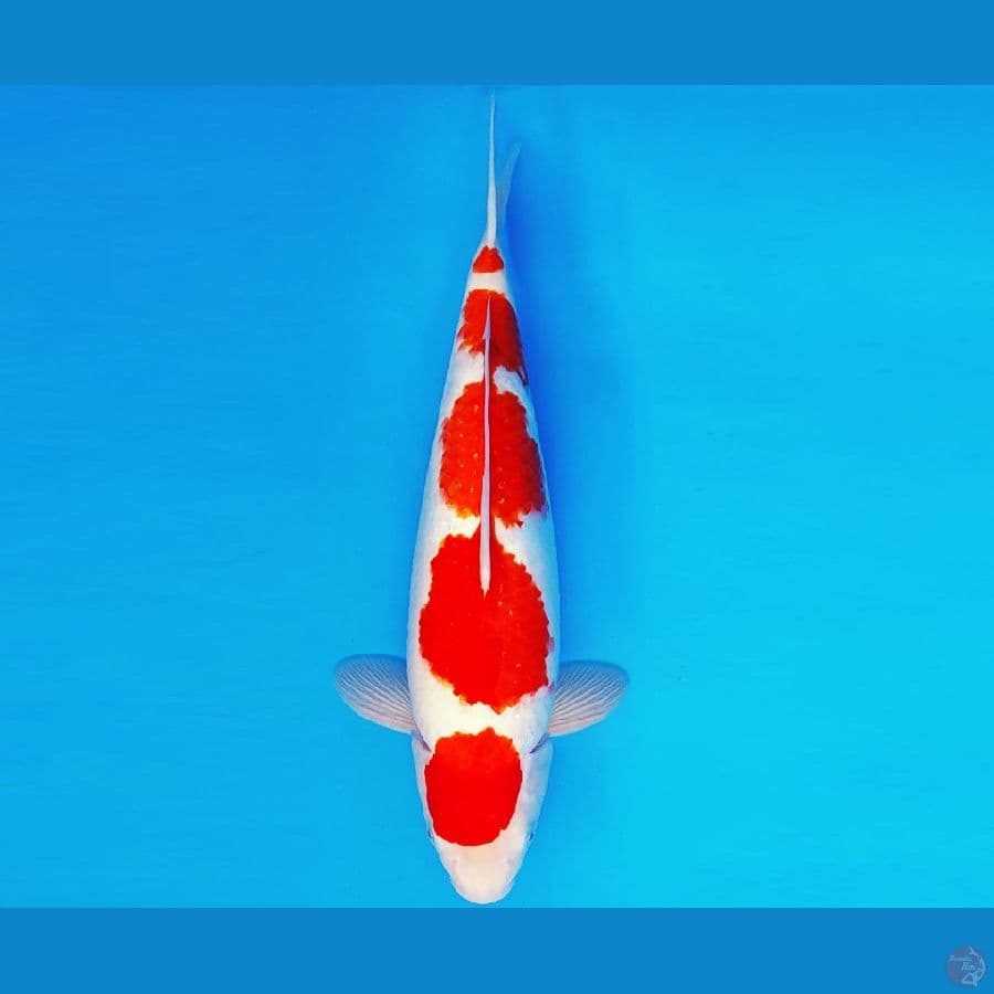 SILK KIMONO 7 ~ KOHAKU 40 cm/male ™