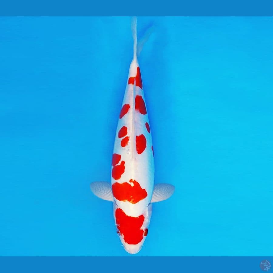 SILK KIMONO 14 ~ KOHAKU DOITSU 34 cm